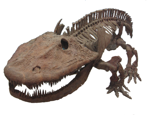 Cast of a fossil skeleton of Eryops